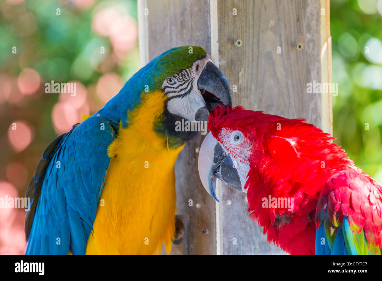 Couple d'ara bleu et jaune ara rouge et le toilettage ensemble les uns les autres Banque D'Images