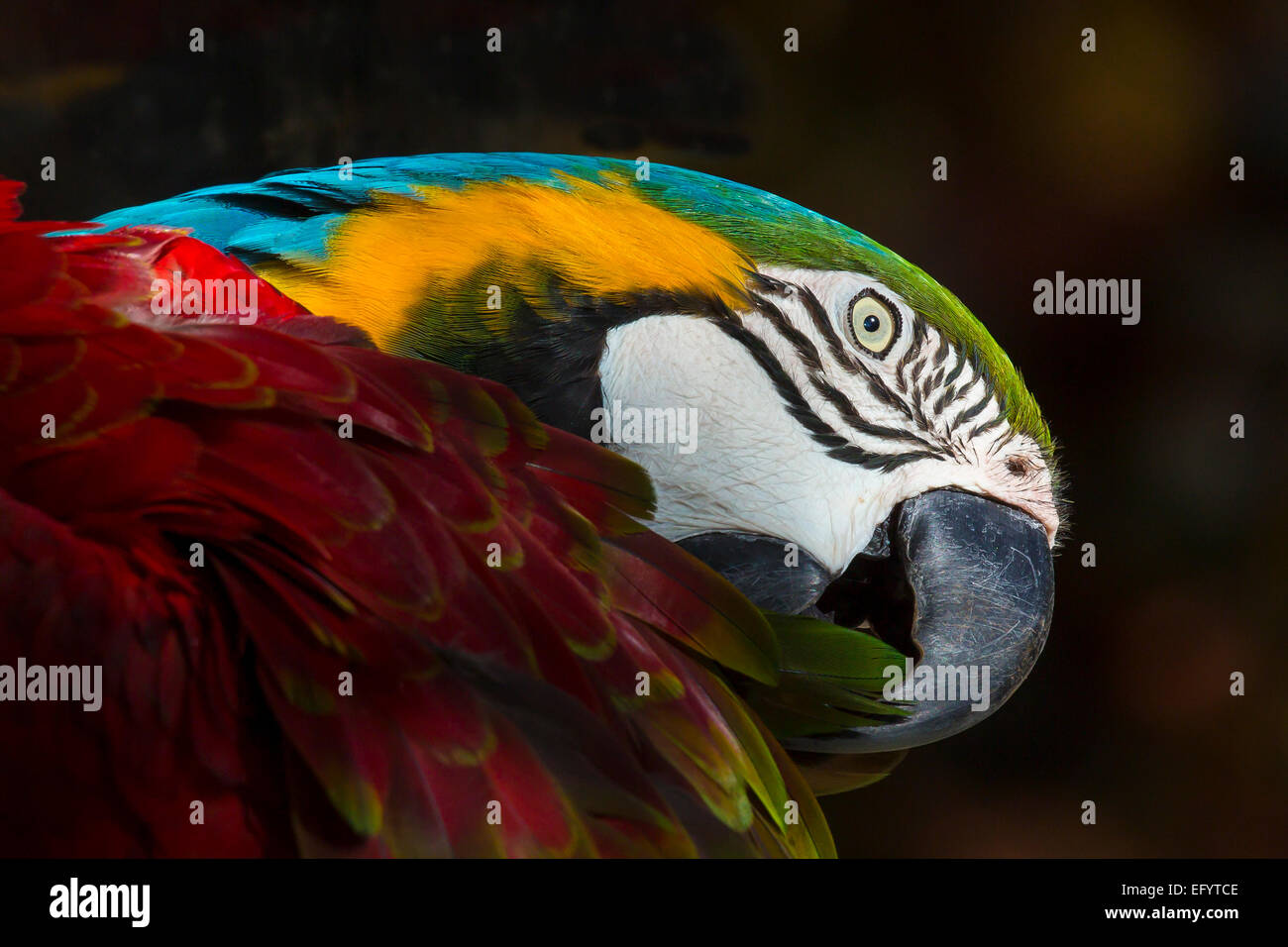 Gros plan du seul Macaw Banque D'Images