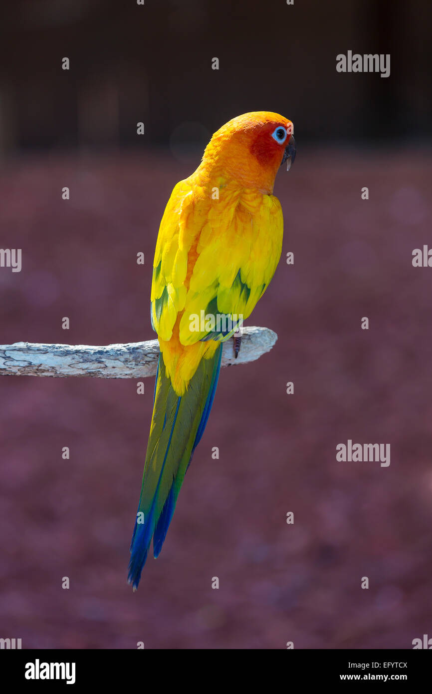 Gros plan du parrrot tropical unique Banque D'Images