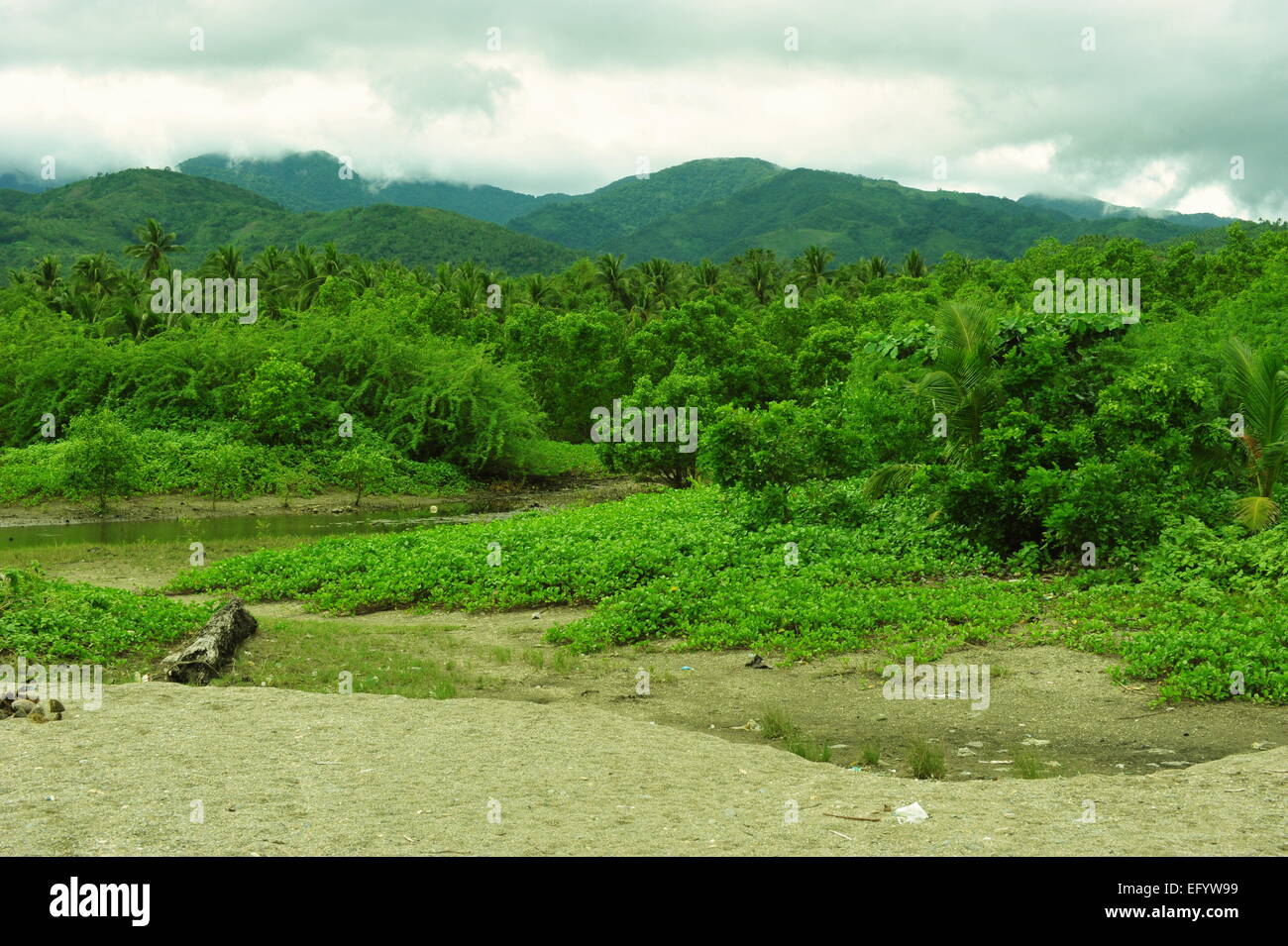 L'île de Sibuyan, Jungle, aux Philippines. Banque D'Images