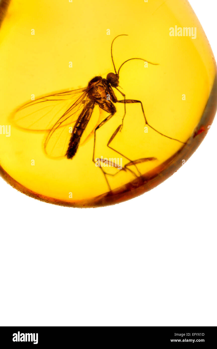 Fly préhistorique (c5mm de long) préservés dans l'ambre de la Baltique (Lituanie) Banque D'Images