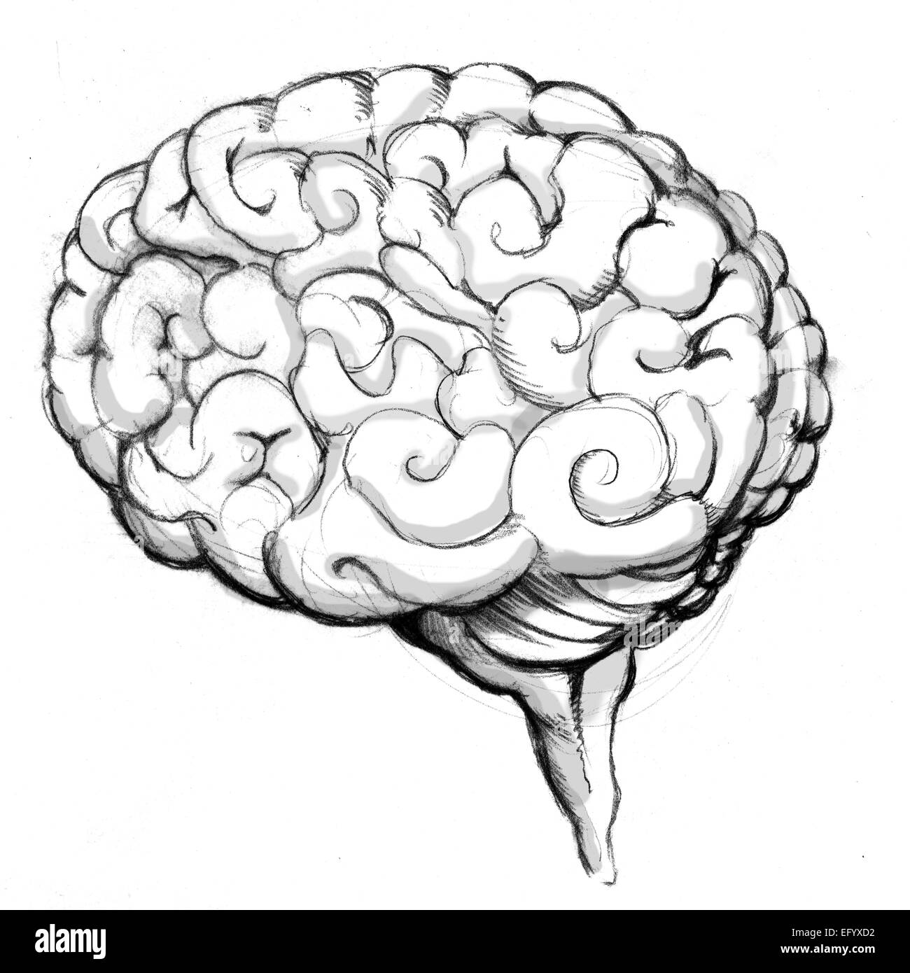 L'image d'un cerveau humain dessin. Banque D'Images