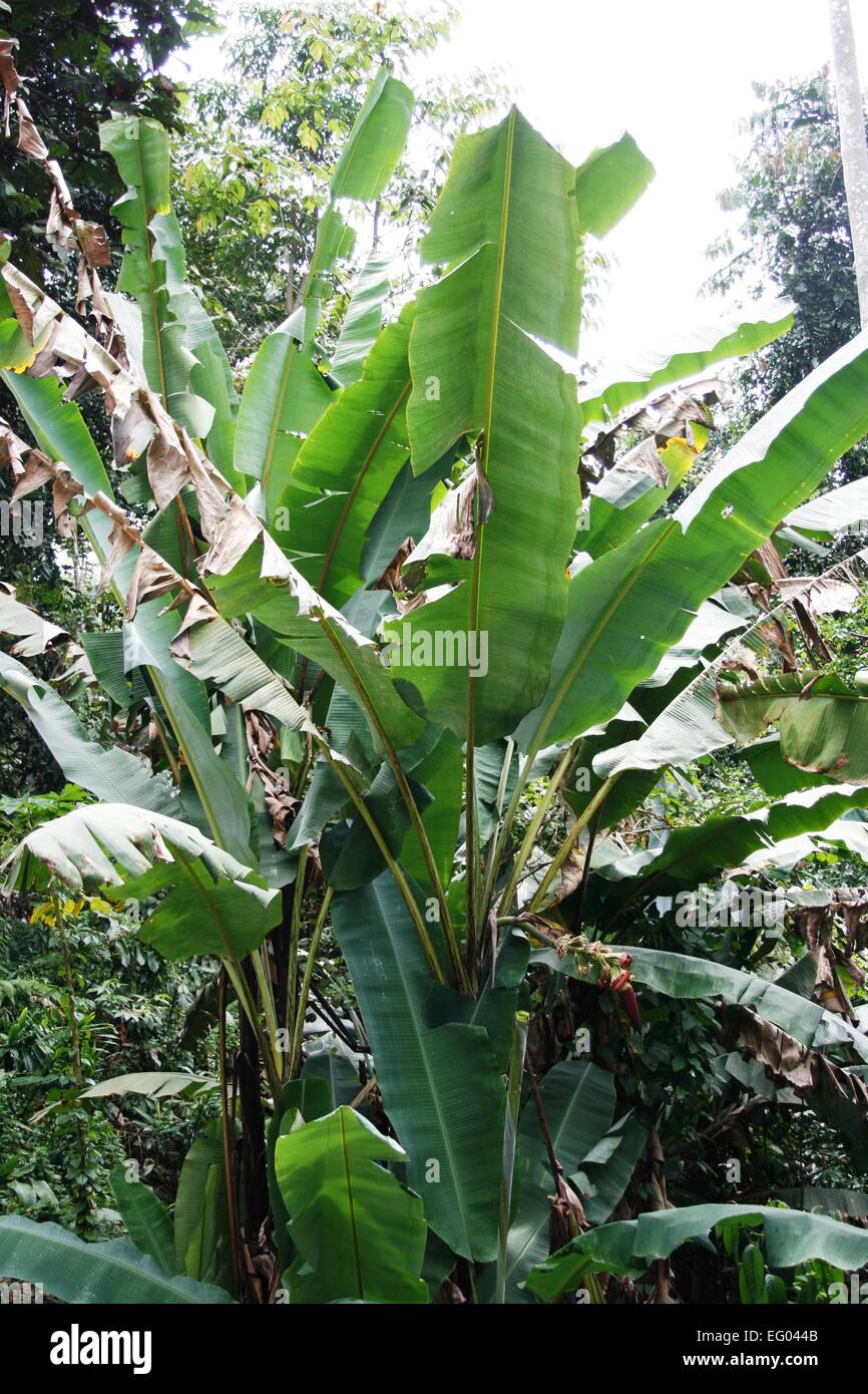 Bananier Banque D'Images