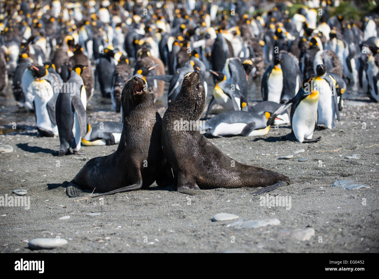 Fourrure de combats jouer au Gold Harbour, la Géorgie du Sud, l'Antarctique Banque D'Images