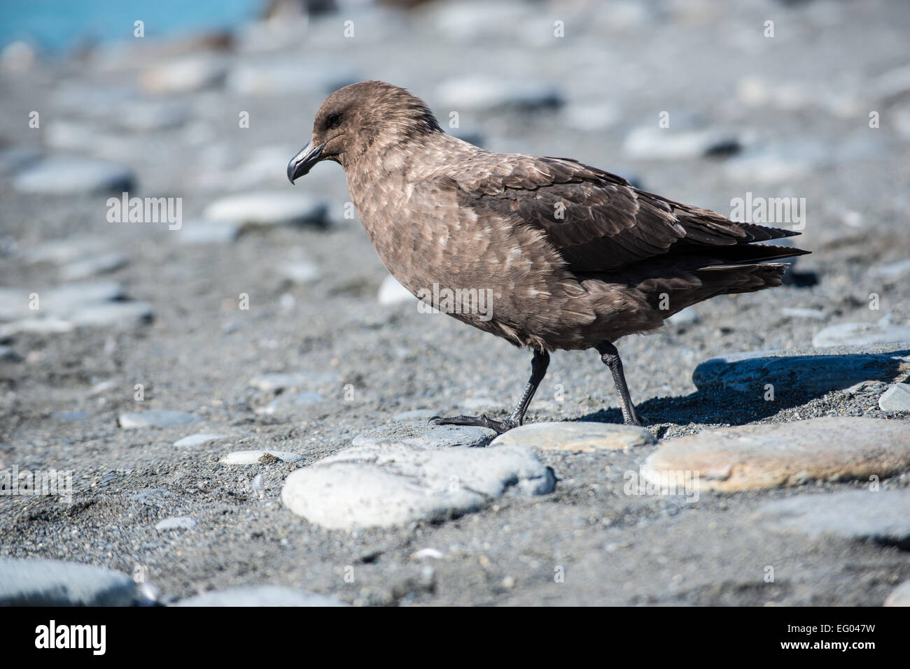 Labbe parasite (Stercorarius antarcticus brun) au Gold Harbour, la Géorgie du Sud, l'Antarctique Banque D'Images