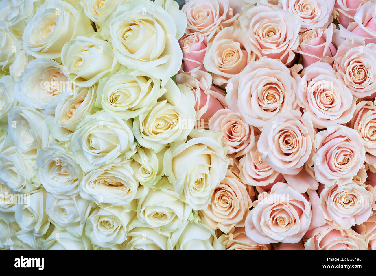 De nombreuses roses rose et blanc comme un floral background Banque D'Images