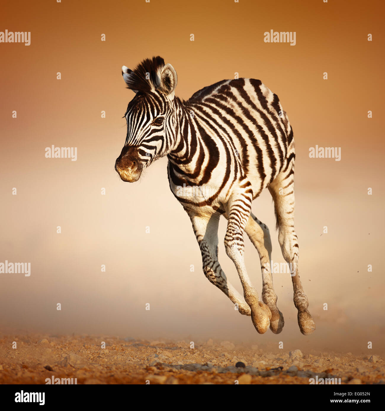 Veau Zebra s'exécutant sur les plaines d'Etosha (Namibie) Banque D'Images
