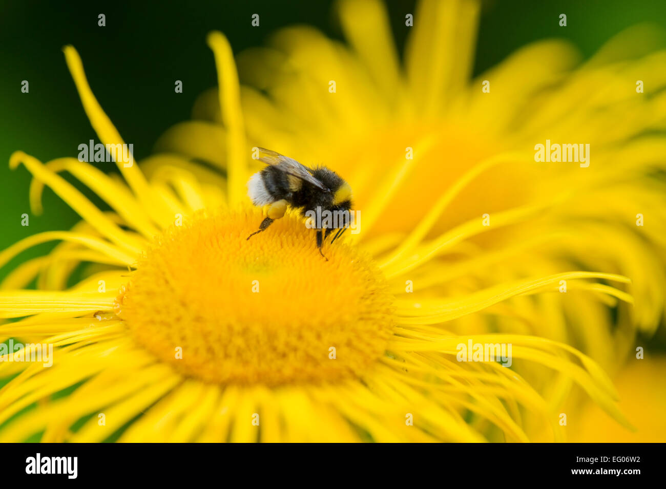 Bumblebee (genre Bombus) sur Helenium Banque D'Images
