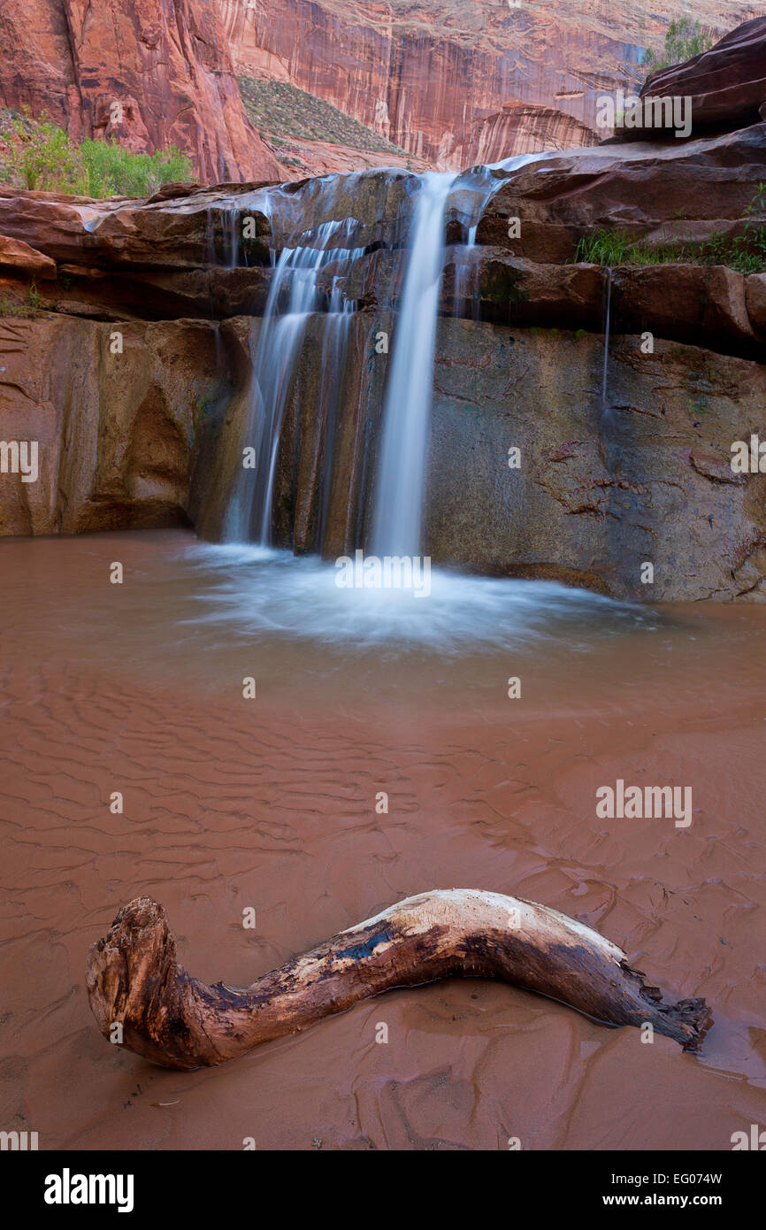 Une chute dans la section inférieure de Coyote Gulch dans le Glen Canyon National Recreation Area de l'Utah. USA. printemps. Banque D'Images