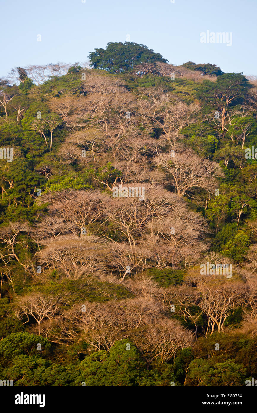 La lumière du soleil du matin sur une colline boisée dans le parc national de Soberania, République du Panama. Banque D'Images