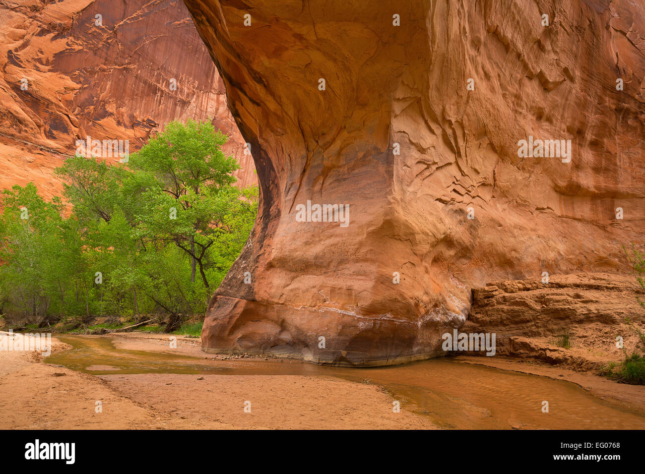 Pont naturel Coyote Coyote Gulch dans le cadre de la Glen Canyon National Recreation Area. L'Utah. Printemps Banque D'Images