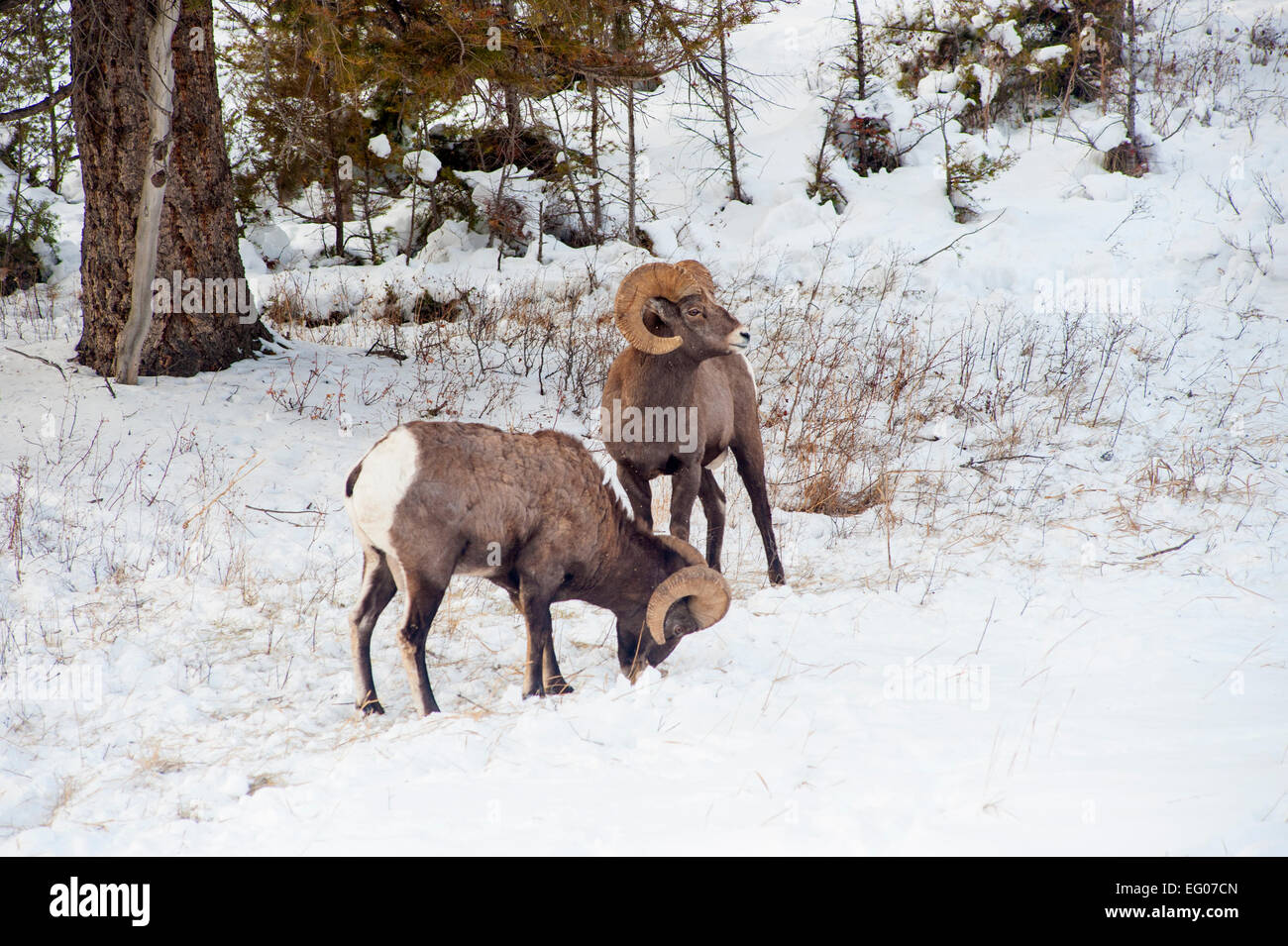 Big Horn Sheep Winter Banque D'Images