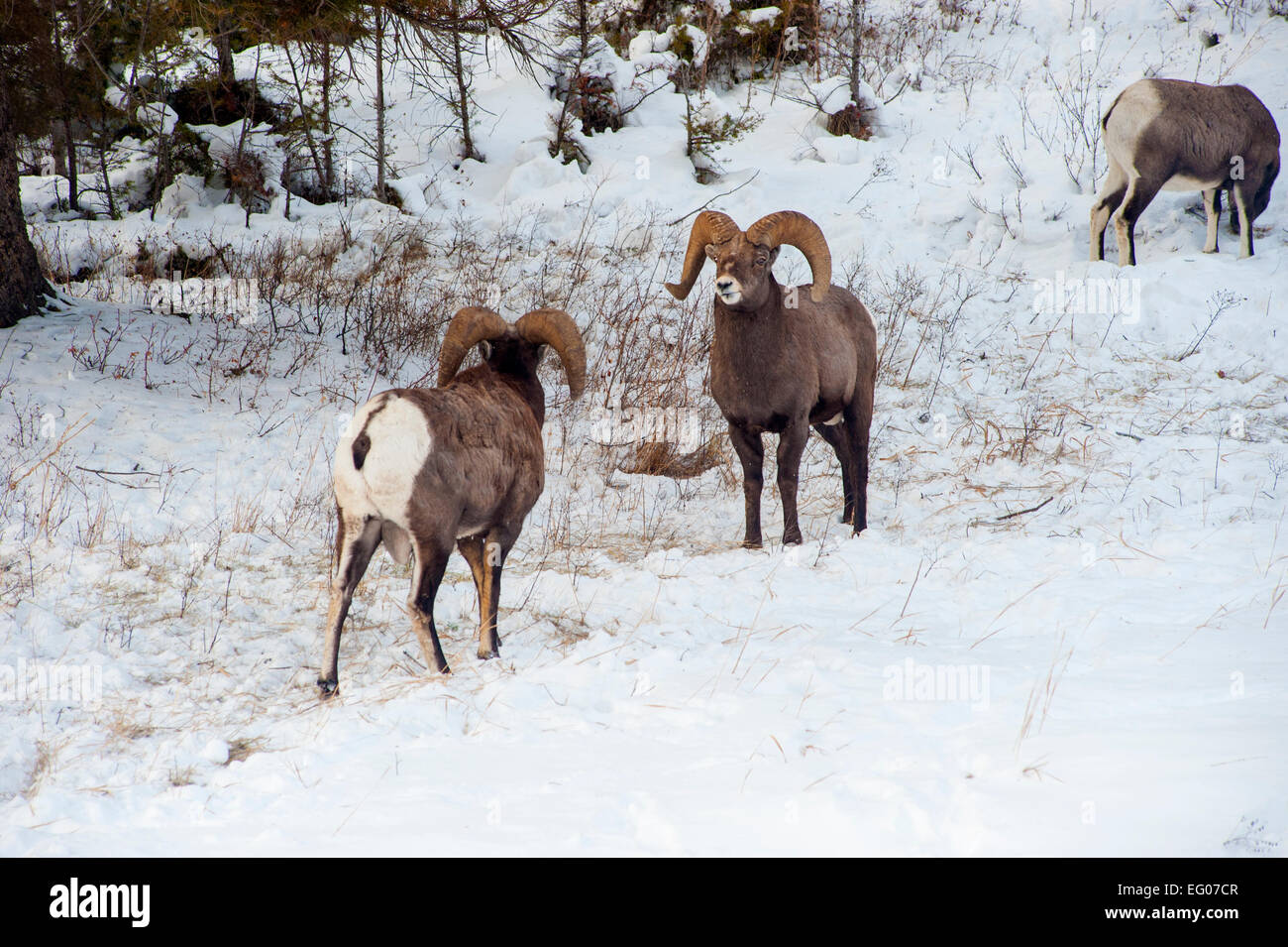 Big Horn Sheep Winter Banque D'Images