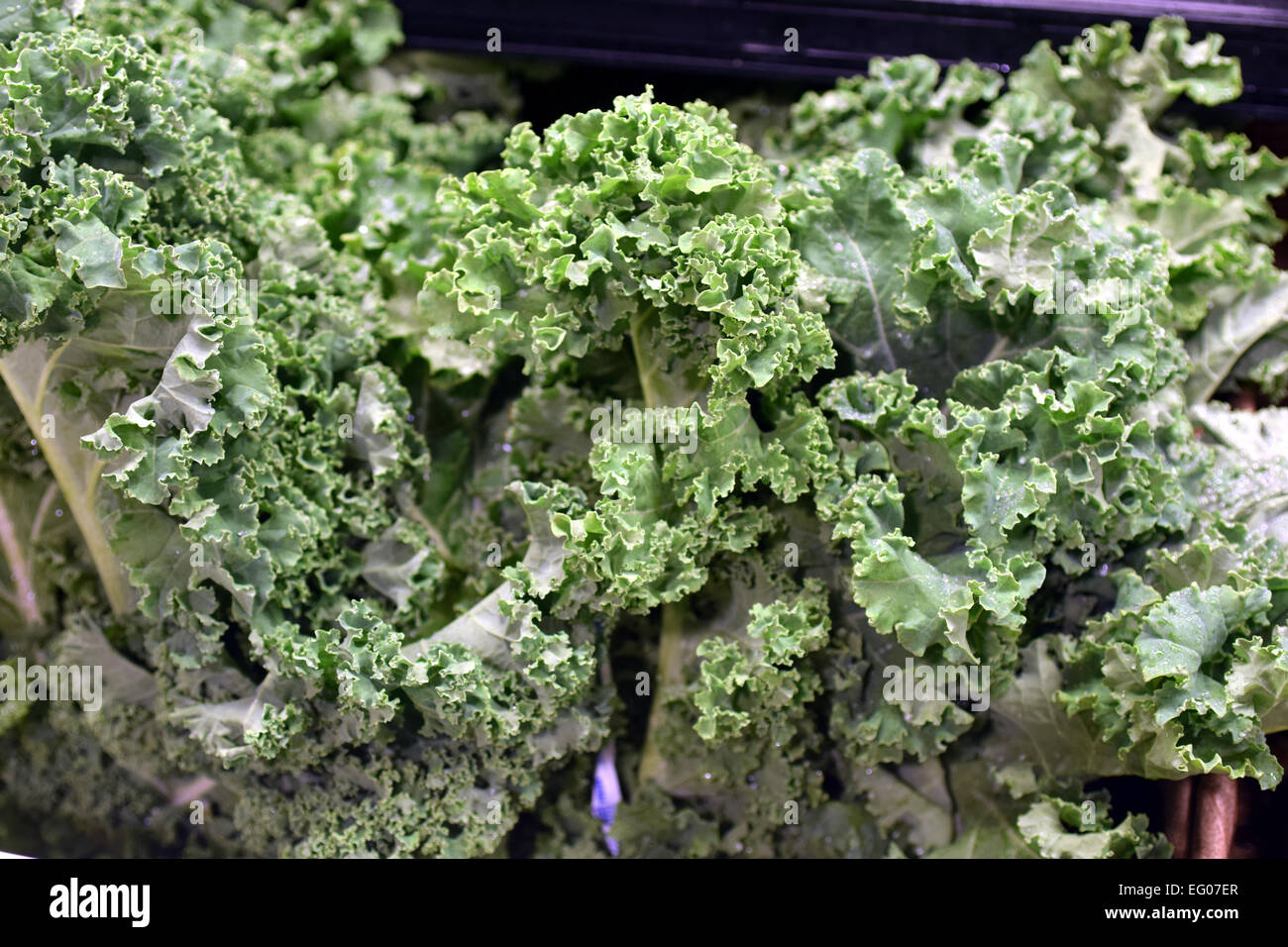 Kale splendide, de légumes, ont été sélectionnés pour être photographiés Banque D'Images
