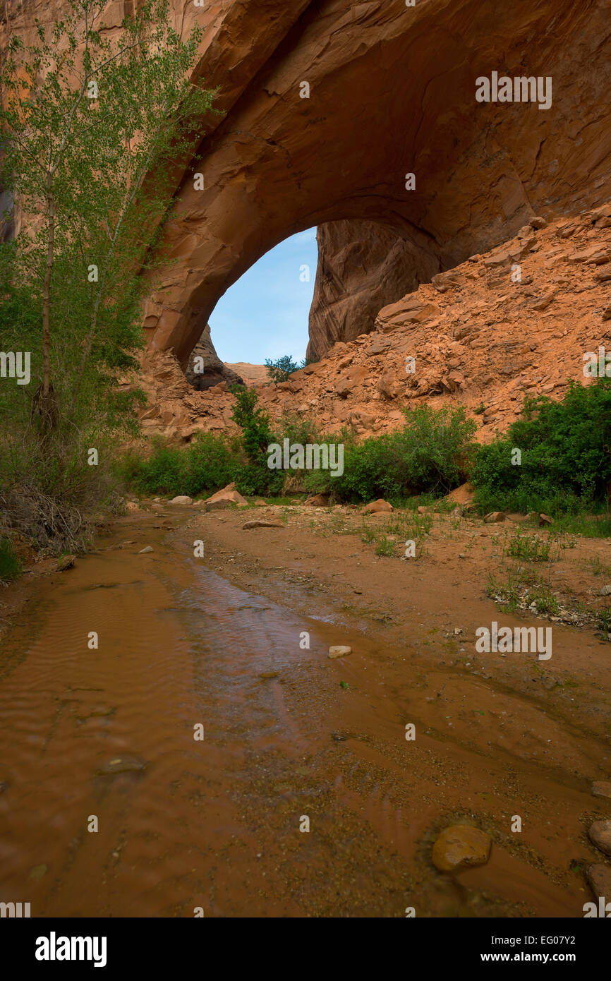 Jacob Hamblin Arch dans Coyote Gulch, partie de la Glen Canyon National Recreation Area dans le canyon de l'Utah. Pays du printemps. Banque D'Images