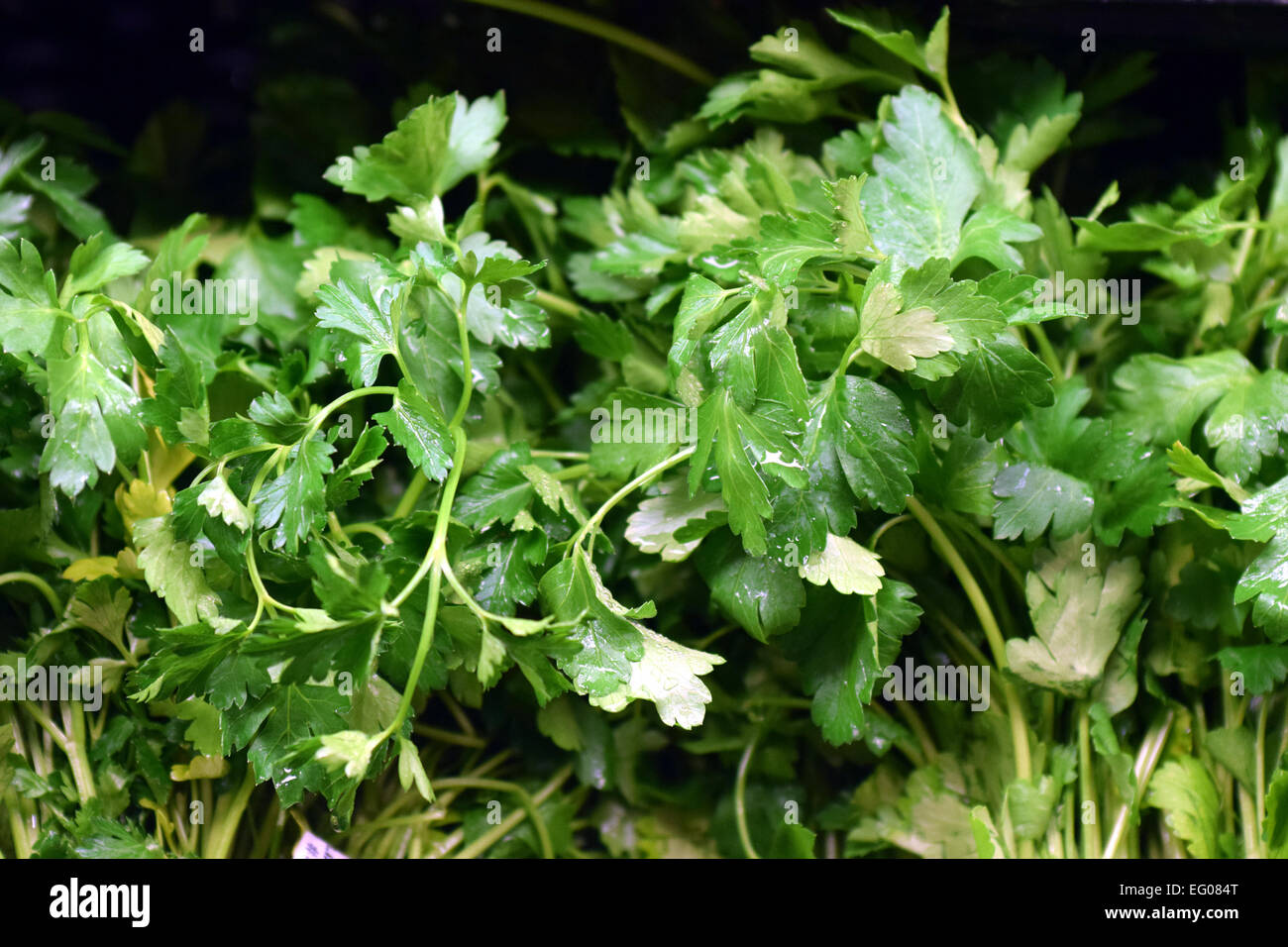 Feuilles de coriandre savoureux, poireaux, légumes, ont été sélectionnés pour être photographiés Banque D'Images