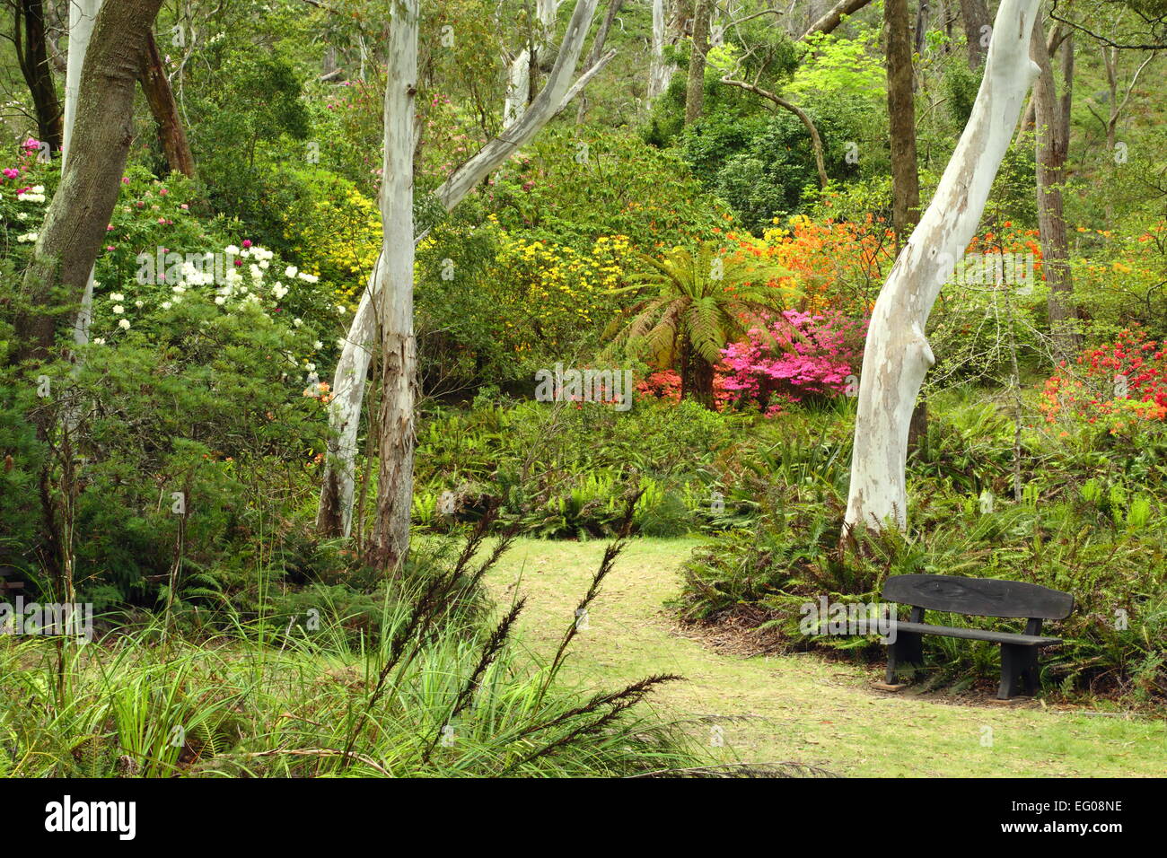 Le banc d'un parc entouré d'eucalyptus et de floraison de fleurs de printemps à Blackheath, New South Wales, Australie. Banque D'Images