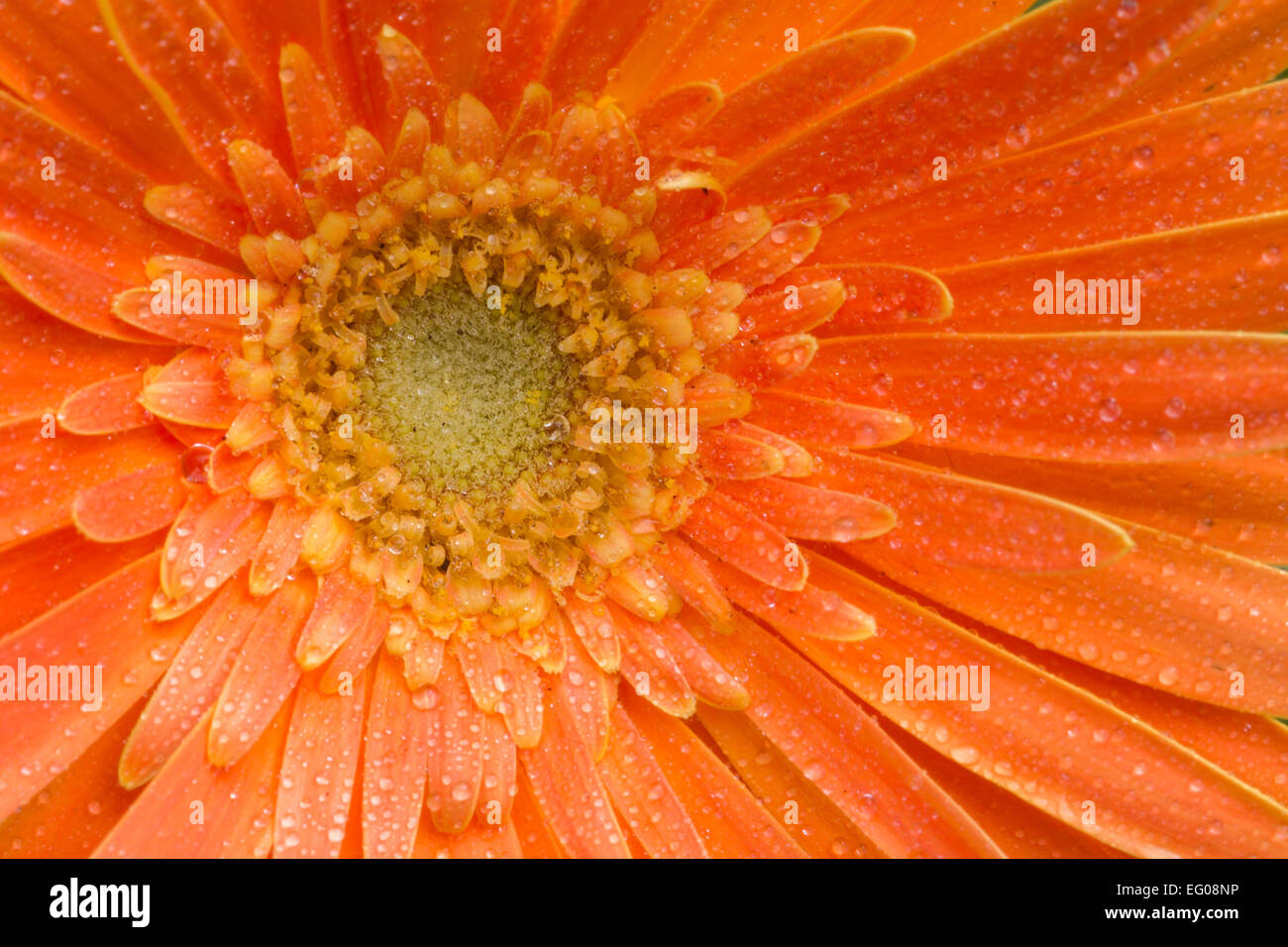 Un beau gros plan de fleurs gerbera orange Banque D'Images