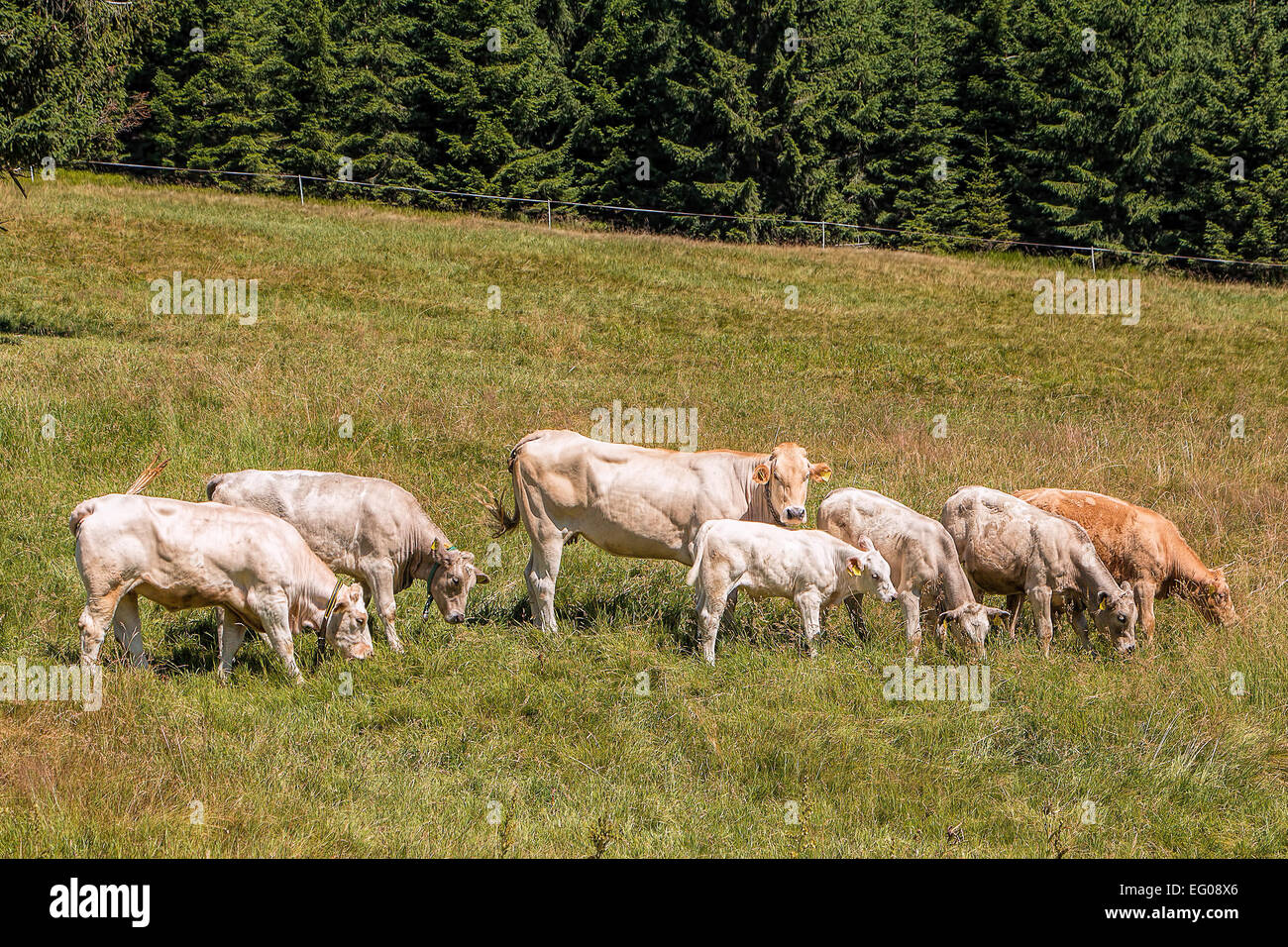 Groupe des belles vaches qui paissent tranquillement sur les prairies alpines. Banque D'Images