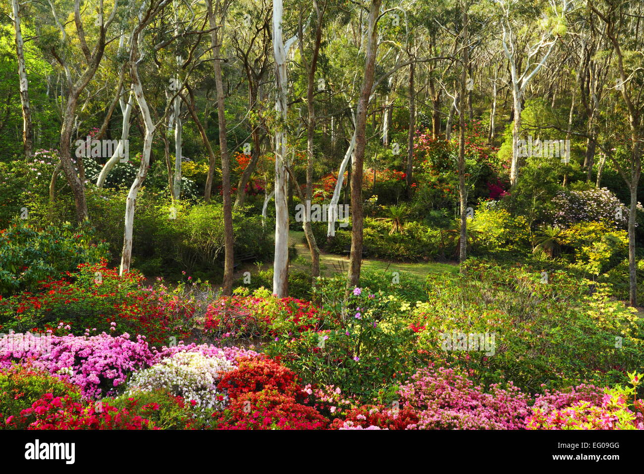 Eucalyptus entouré de fleurs de printemps fleurs de jardins des rhododendrons Campbell, Blackheath, New South Wales, Australie. Banque D'Images