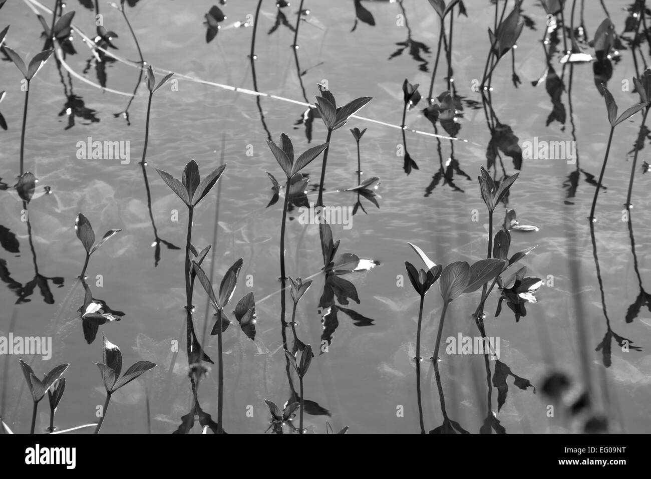Une photo en noir et blanc de pousses et de la réflexion sur l'eau Banque D'Images