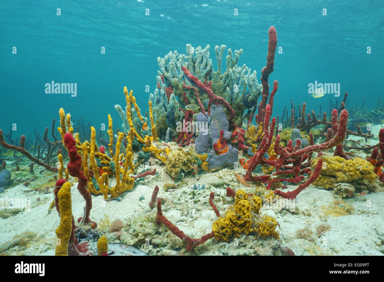 La vie sous-marine animée avec des éponges de mer dans un récif de corail des Caraïbes, Amérique centrale, Panama Banque D'Images
