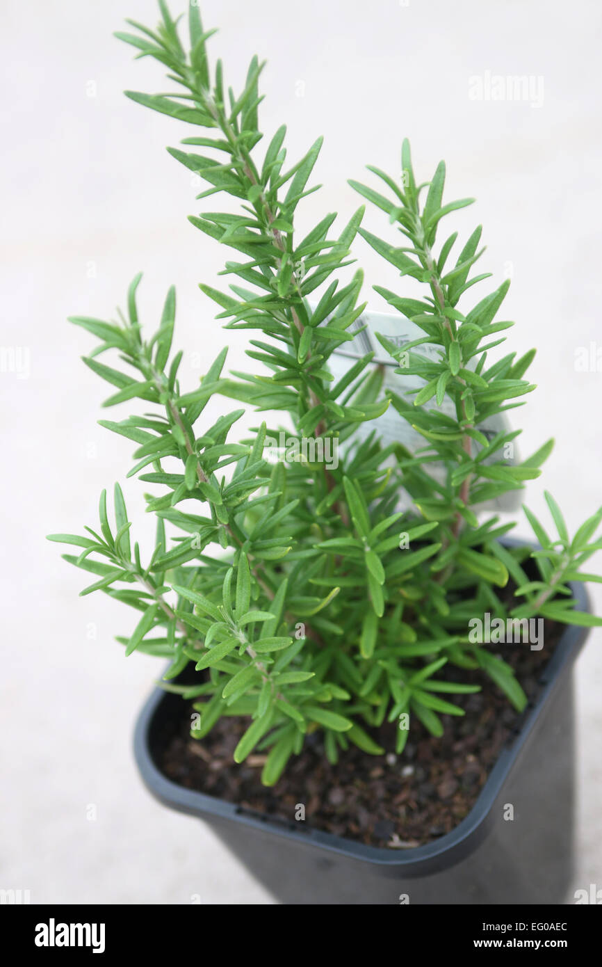 Le romarin plante dans un pot contre fond clair Banque D'Images