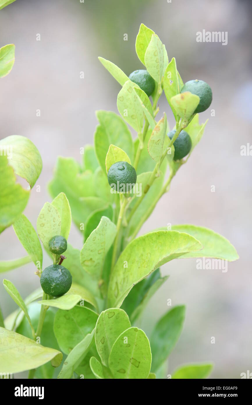 Calamondin, Kumquat, Citrofortunella microcarpa Banque D'Images