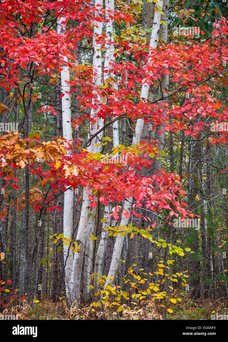 Pictured Rocks National Lakeshore, MI : arbre d'érable rouge et le bouleau blanc faisceaux en forêt d'automne Banque D'Images