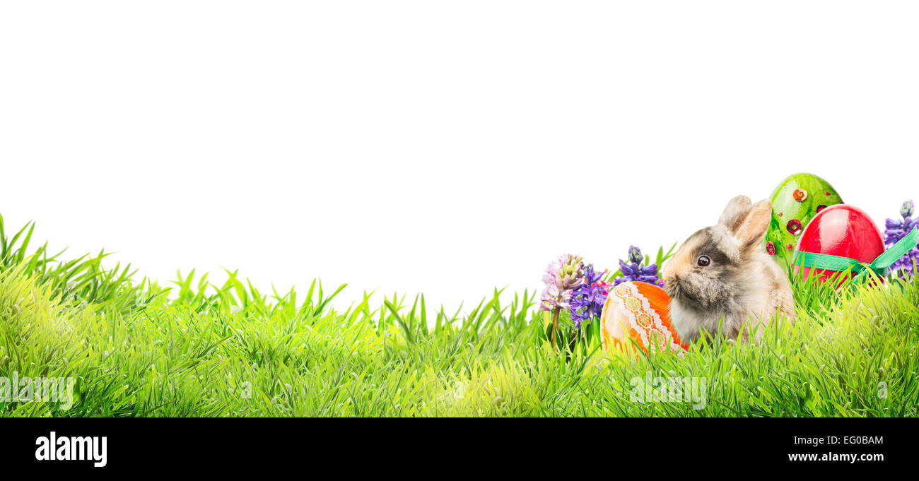 Petit lapin de Pâques avec des oeufs et des fleurs dans le jardin d'herbe sur fond blanc, une bannière pour le site web Banque D'Images