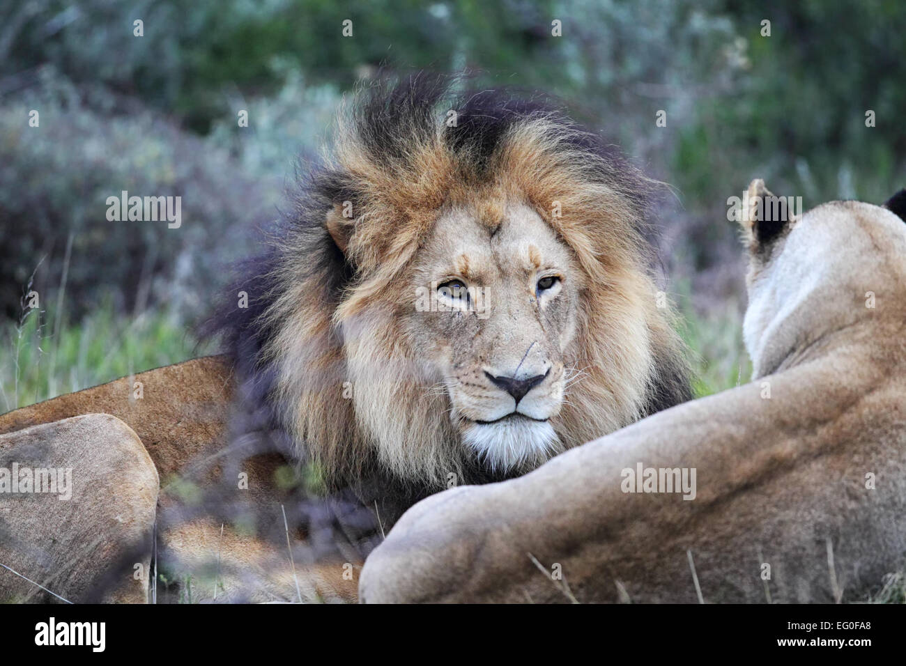 Lion paire dans l'Amakhala Game Reserve, Eastern Cape, Afrique du Sud. Banque D'Images