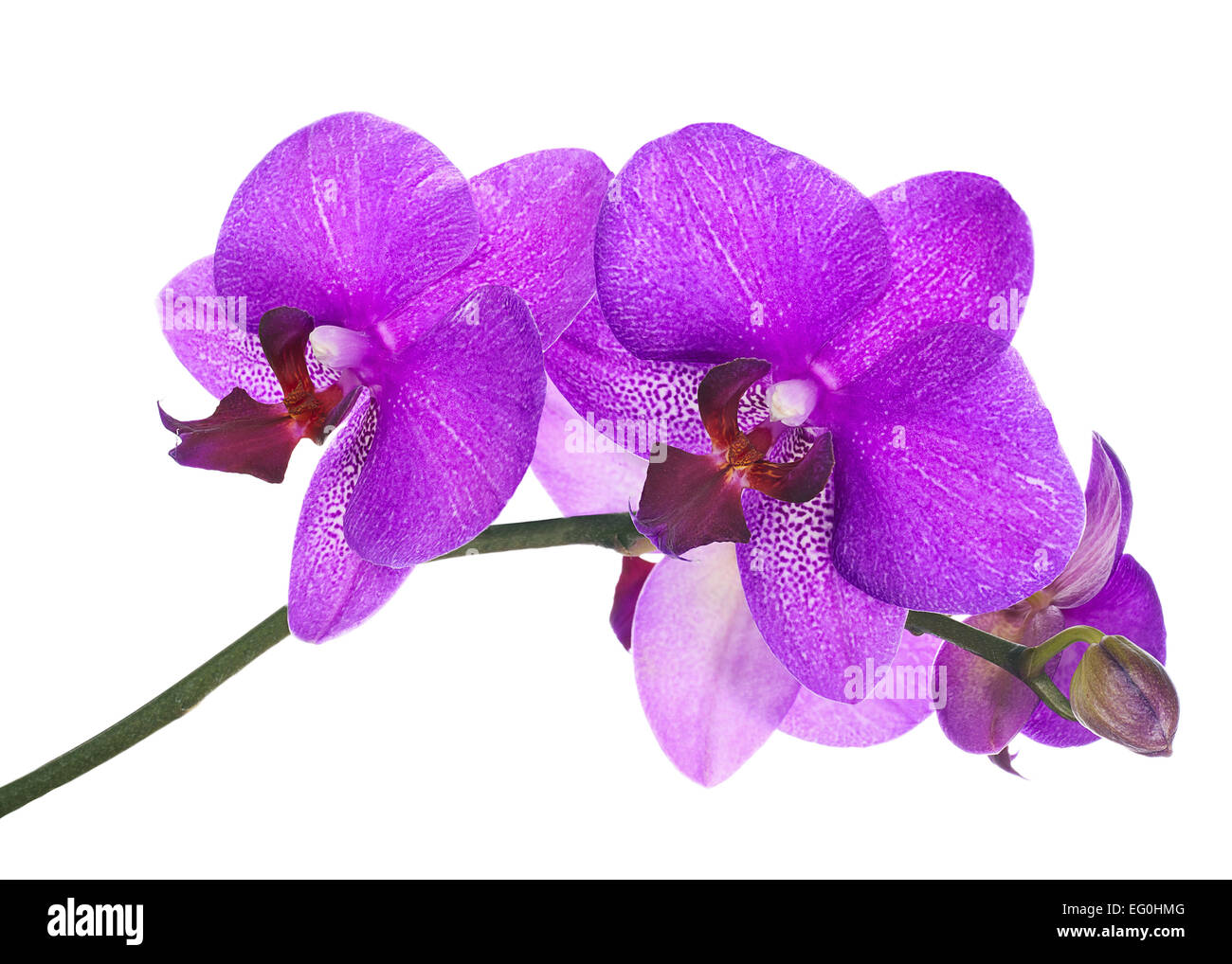 Rameau en fleurs de lilas orchid isolé sur fond blanc. Libre. Banque D'Images