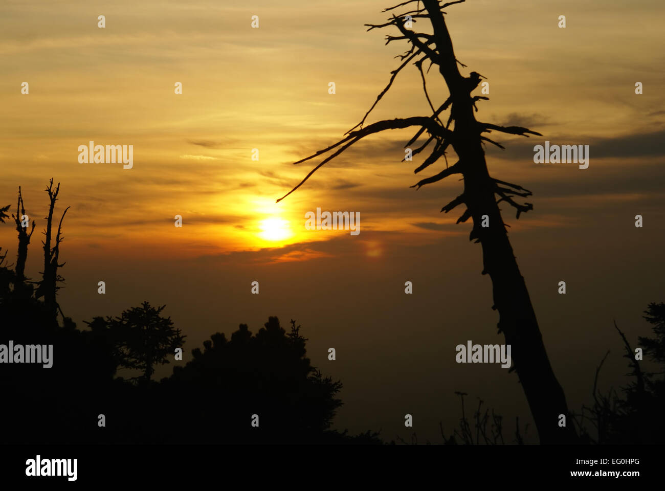 Arbre mort fantomatique avec coucher du soleil rouge Banque D'Images