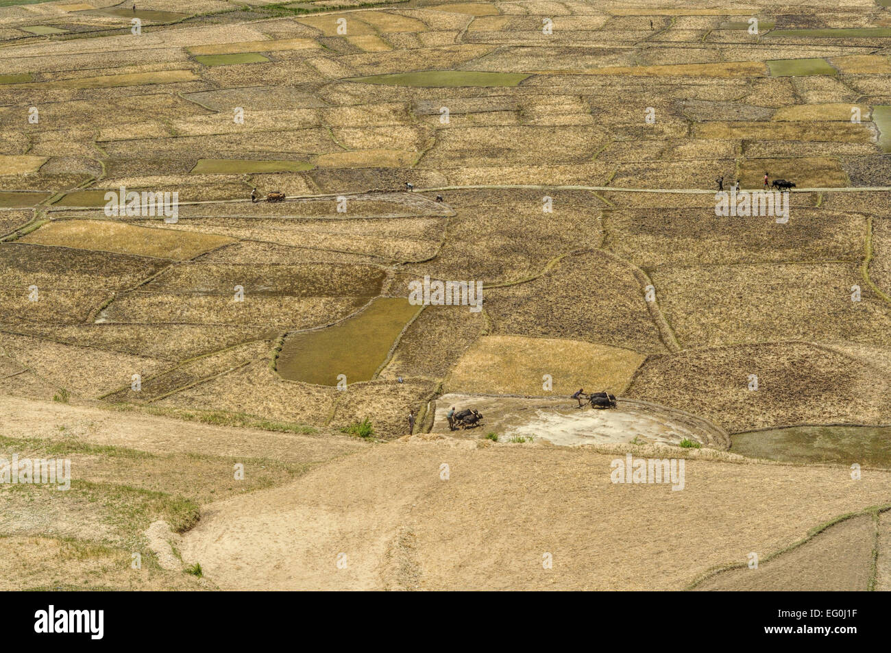 Scenic Vue aérienne de l'agriculture traditionnelle au Népal Banque D'Images