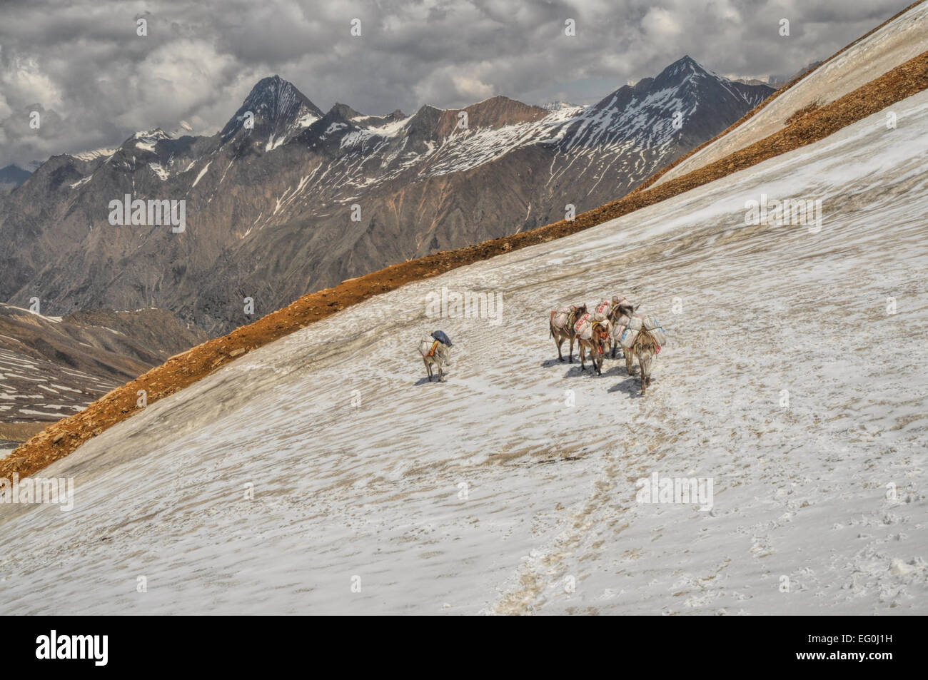 Caravane de mulets dans les hautes altitudes des montagnes de l'Himalaya au Népal Banque D'Images