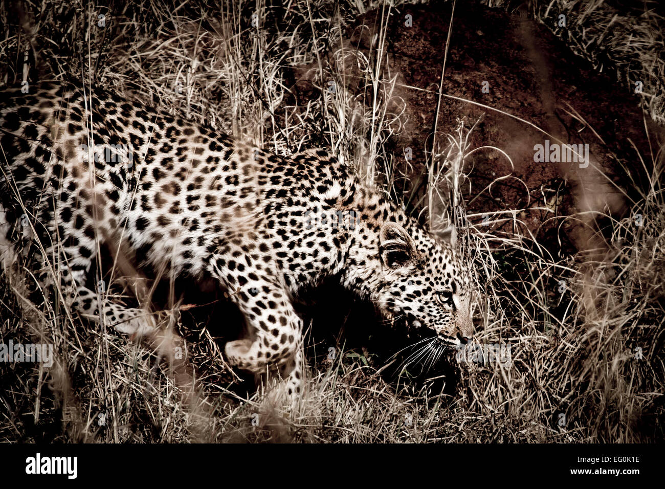 Les jeunes leopard stalking Banque D'Images