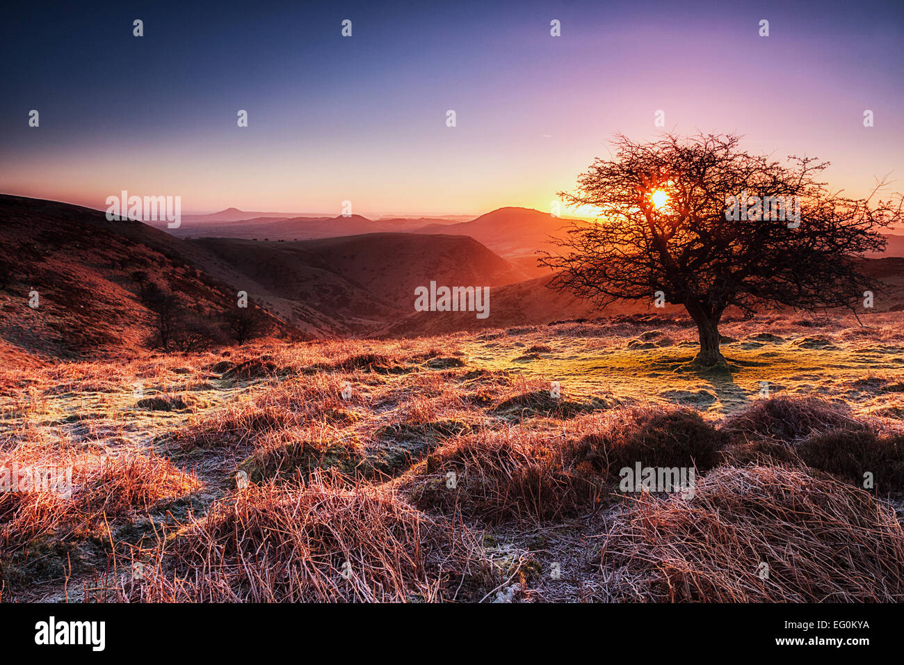 Arbre dans un paysage rural au lever du soleil, long Mynd, Shropshire, Angleterre, Royaume-Uni Banque D'Images