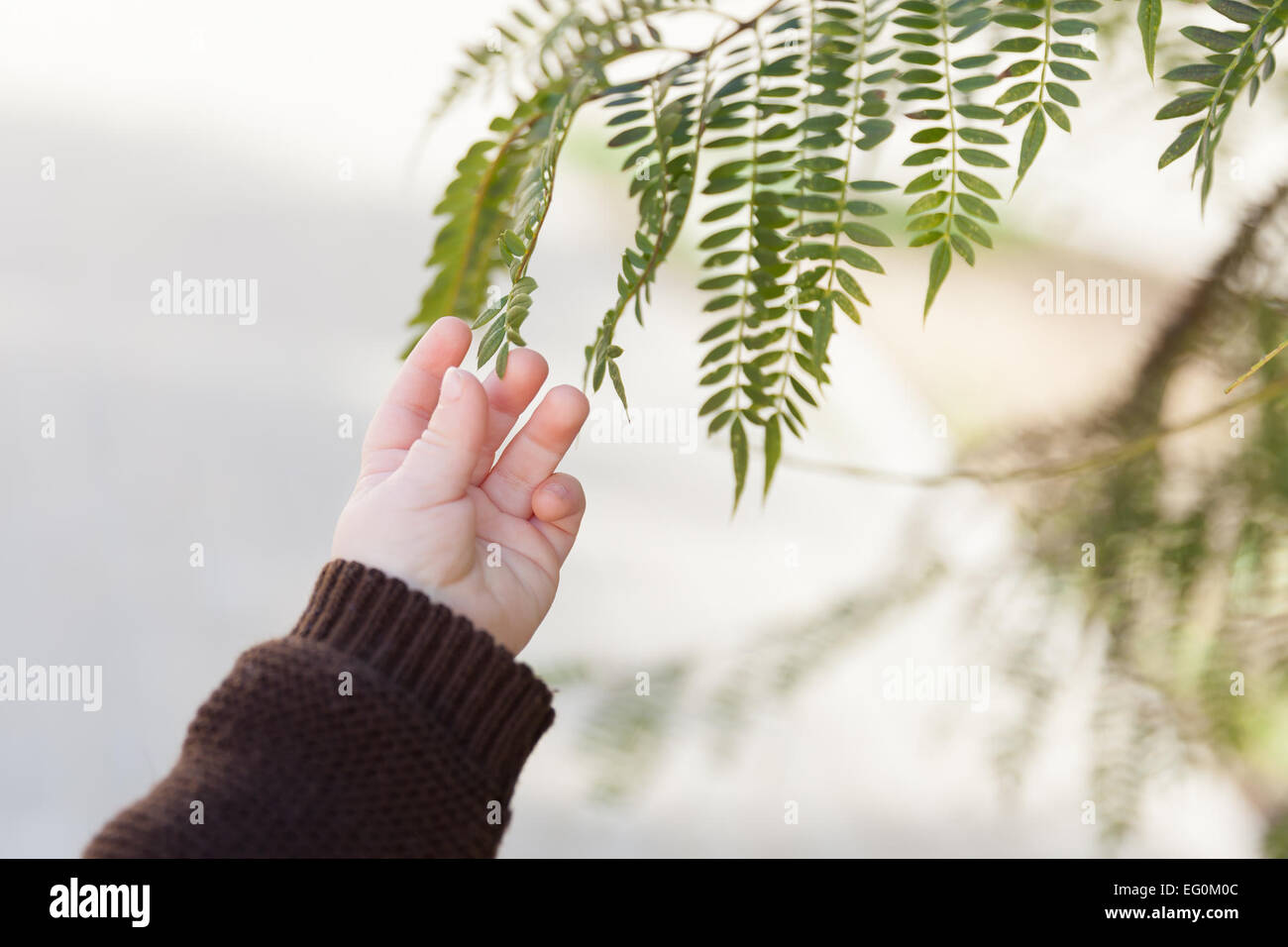 Bebe Fougere Banque D Image Et Photos Alamy Bebe Fougere Banque D Image Et Photos Alamy