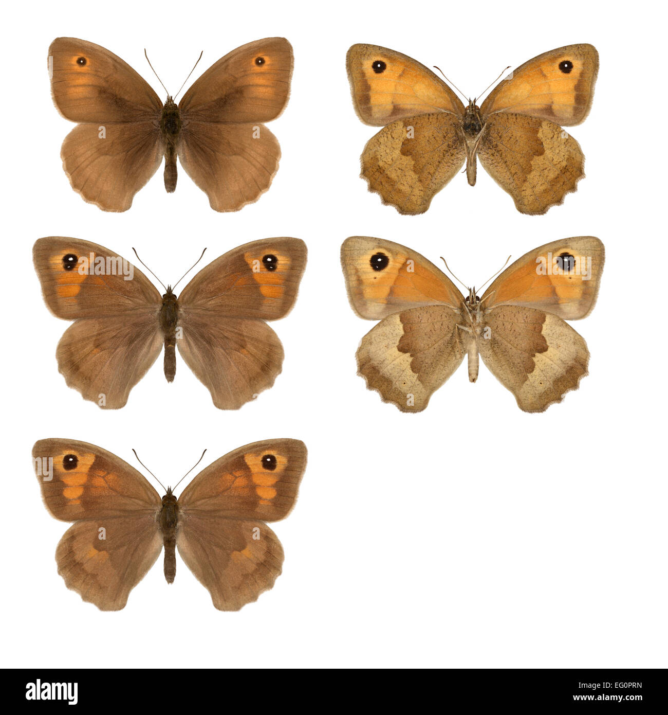 Maniola jurtina - Meadow Brown - mâle (rangée du haut) - femelle (milieu & rangées du bas). Banque D'Images