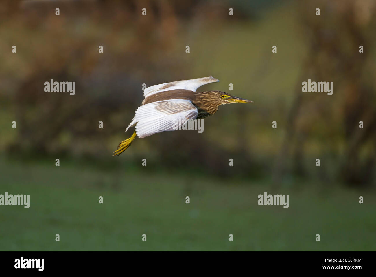 Indian Pond Heron - Ardeola grayii Banque D'Images