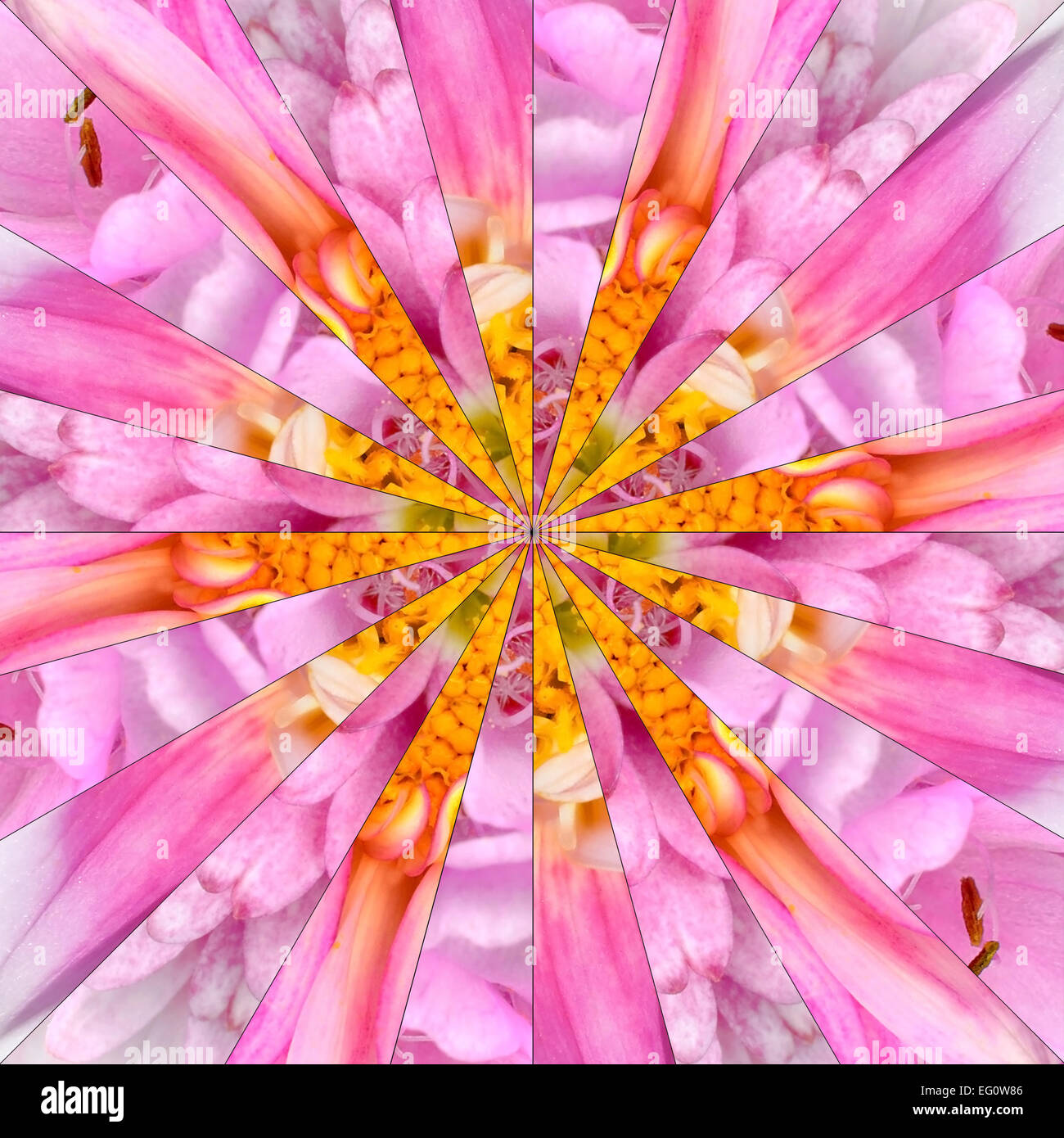 Fleur Rose faite de collage symétrique du centre de collecte de différentes fleurs sauvages. Les pièces sont parfaitement symétrique divisé en 24 Banque D'Images