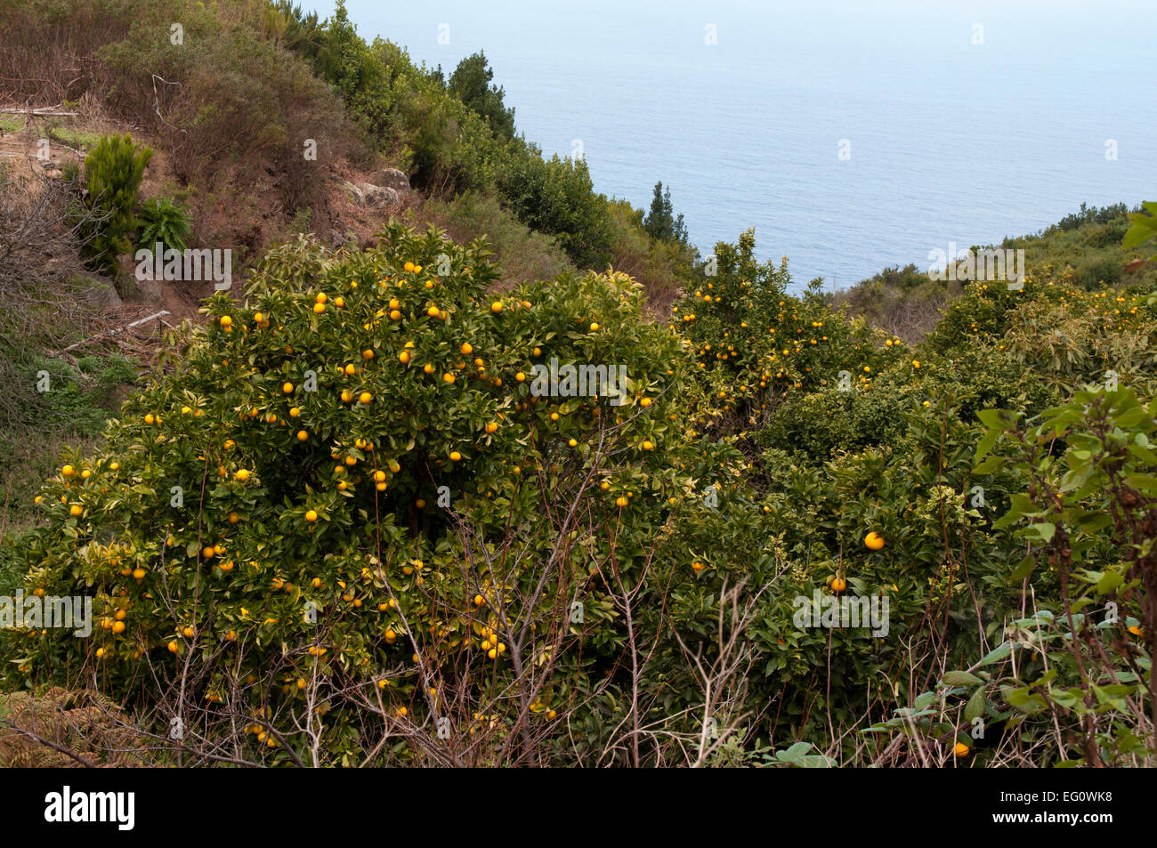Comme dans de nombreuses régions subtropicales orangers poussent bien à La Palma. Orangenbäume wachsen in einer Schlucht auf La Palma. Banque D'Images