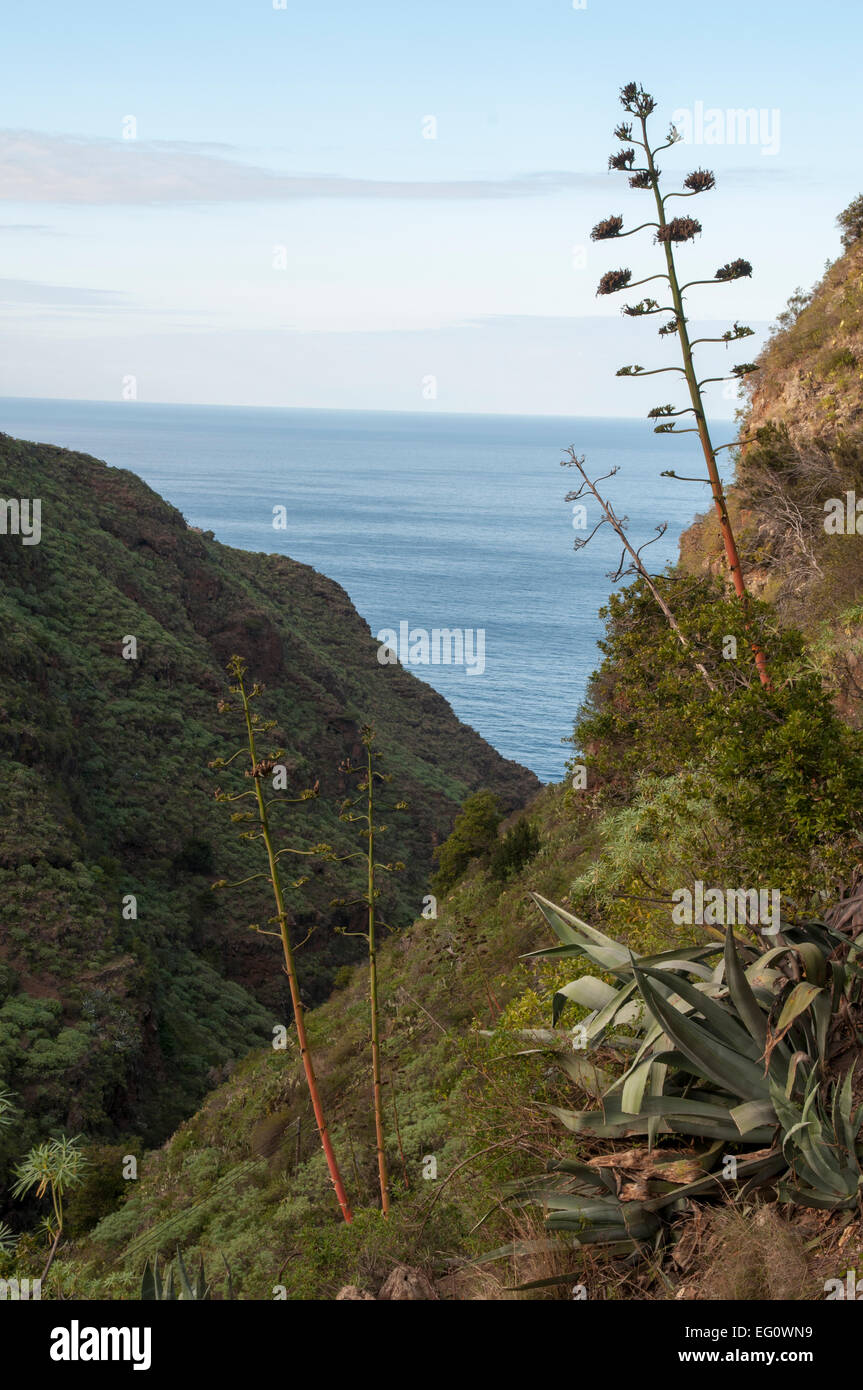 Sur les pentes de l'île des Canaries La Palma beaucoup d'agaves sont la floraison. An den der Hängen Kanareninsel La Palma blühen Agaven Banque D'Images