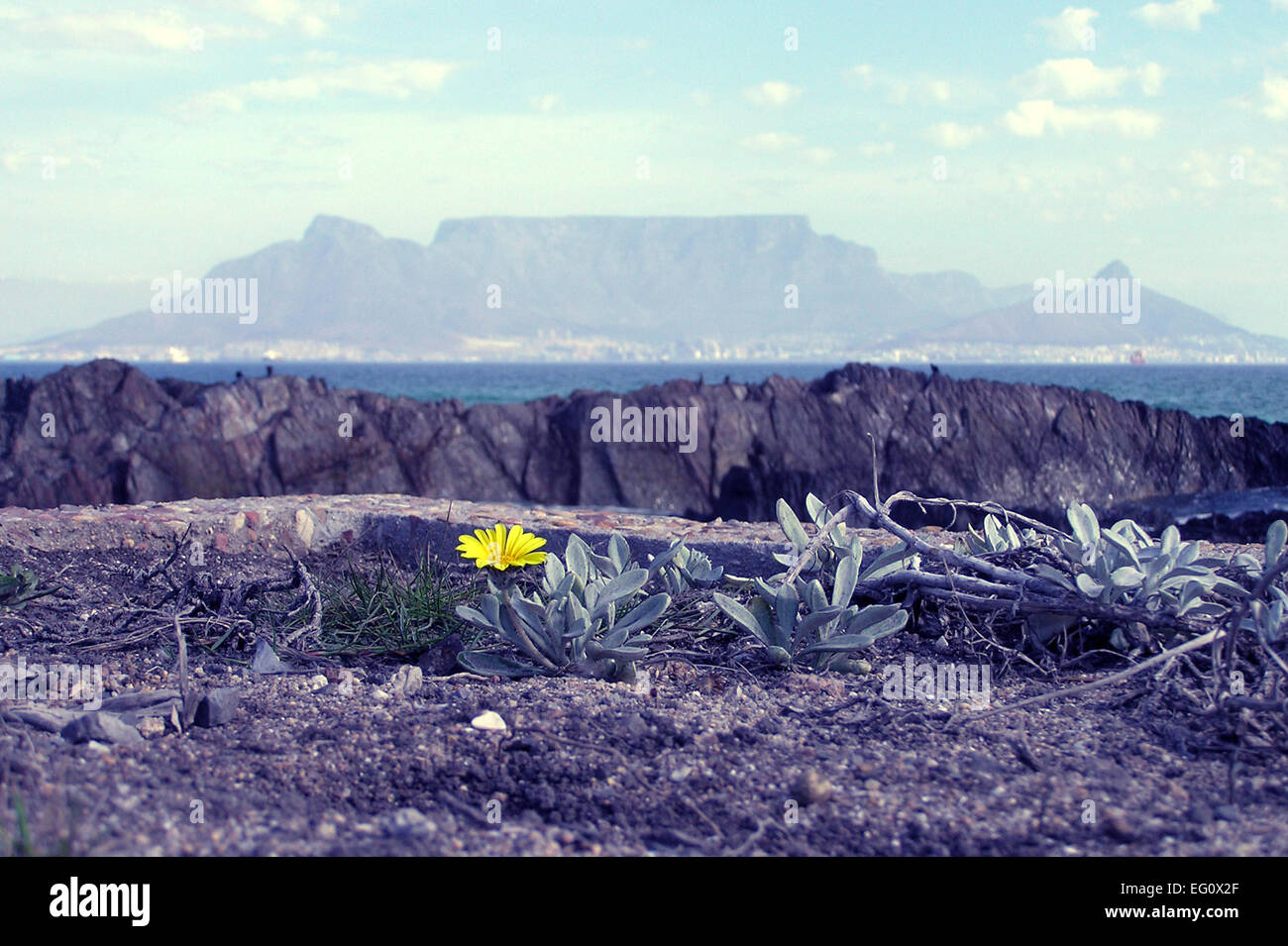 Une fleur avec une vue emblématique Banque D'Images