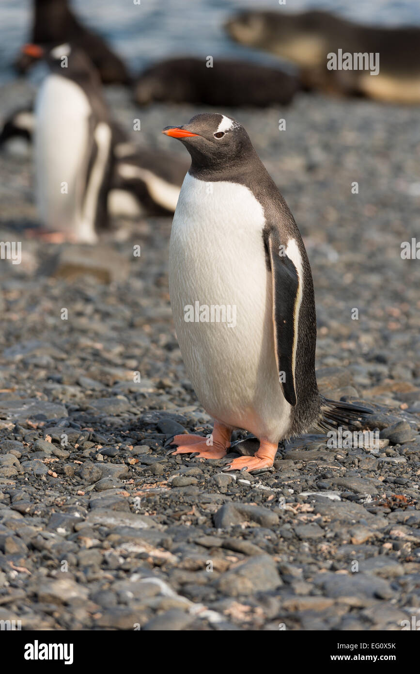 Gentoo pingouin (Pygoscelis papua) à l'île de prion dans le Bay of Isles, Géorgie du Sud et Îles Sandwich du Sud Banque D'Images