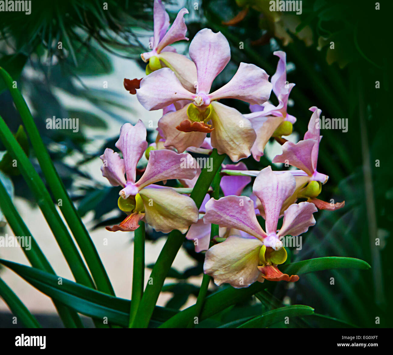 Fleurs orchidée Cattleya tropicaux colorés sur plante en milieu naturel  Photo Stock - Alamy