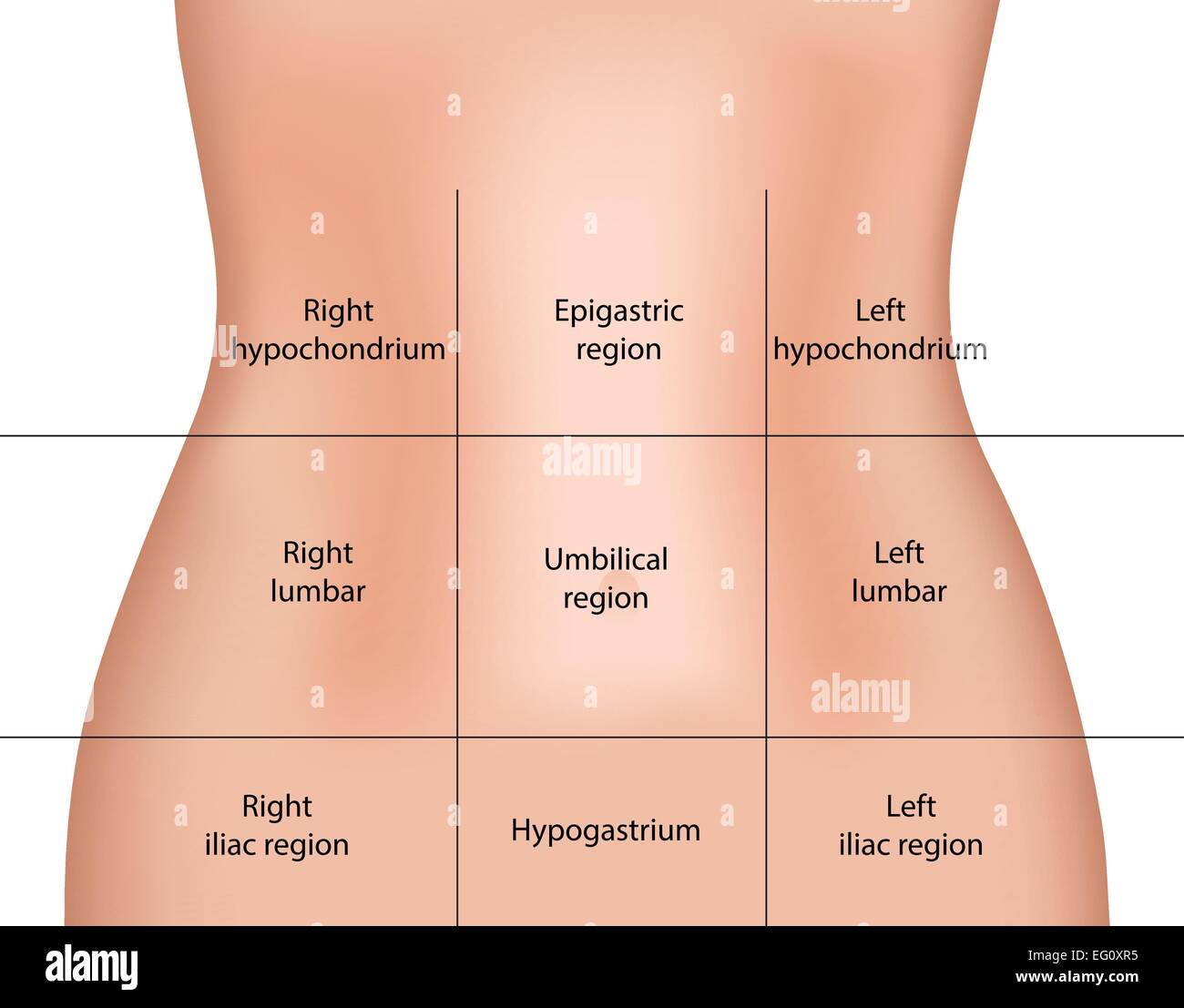 Régions abdominale Illustration de Vecteur