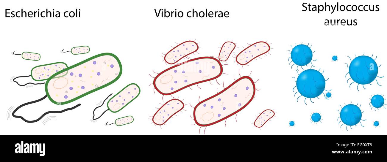 Types de bactéries Illustration de Vecteur