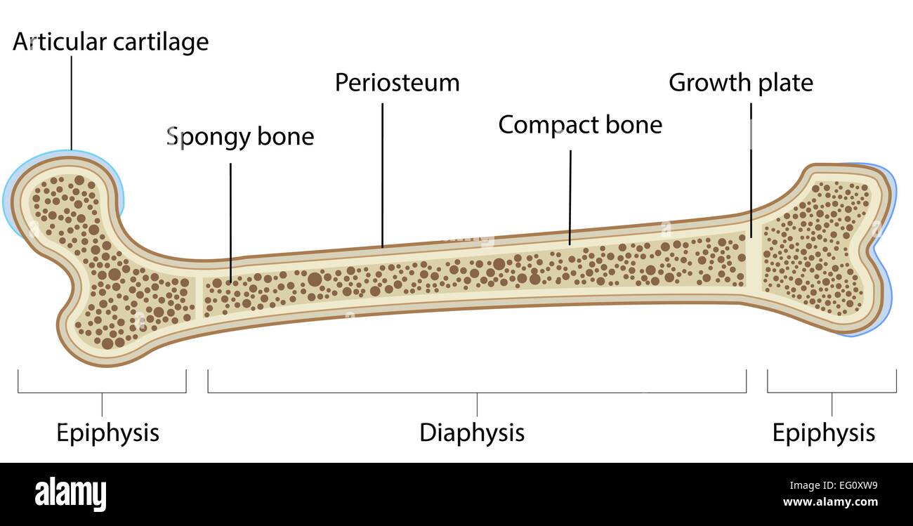 Anatomie de l'Os Diagramme étiqueté Illustration de Vecteur