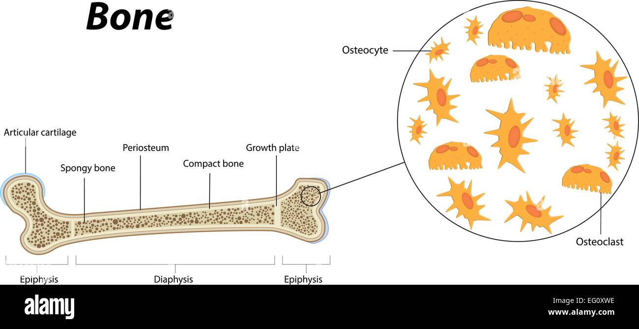 La biologie et l'anatomie de l'os Illustration de Vecteur